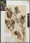 Foto von Salix appendiculata Vill.
